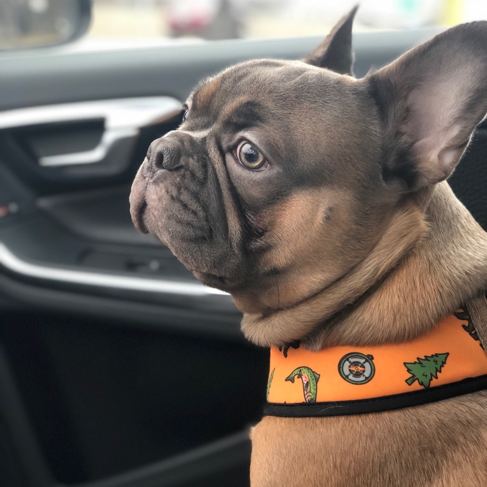 Meet your Posher, Torie